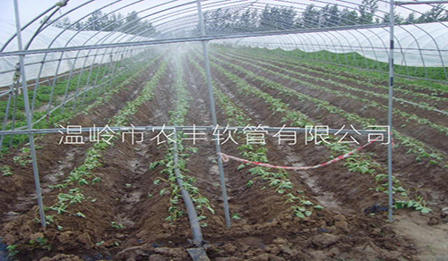 江苏邳州草莓N80